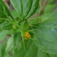 <i>Eleutheranthera ruderalis</i>  (Sw.) Sch.Bip.